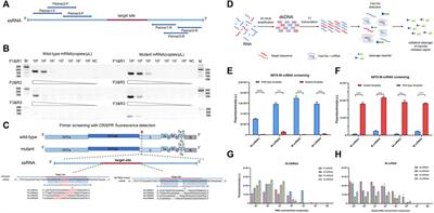 Highly Sensitive Detection Method for HV69-70del in SARS-CoV-2 Alpha and Omicron Variants Based on CRISPR/Cas13a